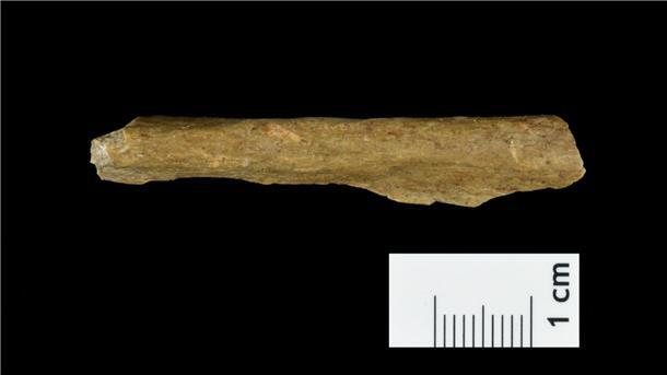 Mensch schon vor 45.000 Jahren in Thüringen Es wurden Knochenreste gefunden, deren DNA eindeutig vom Homo sapiens stammt.