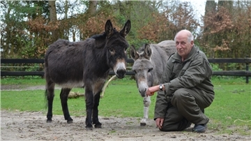 Zwei Esel und ein Mann