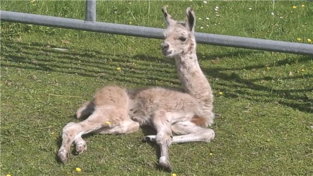 Lama Eragon liegt auf der Weide und entspannt sich. 