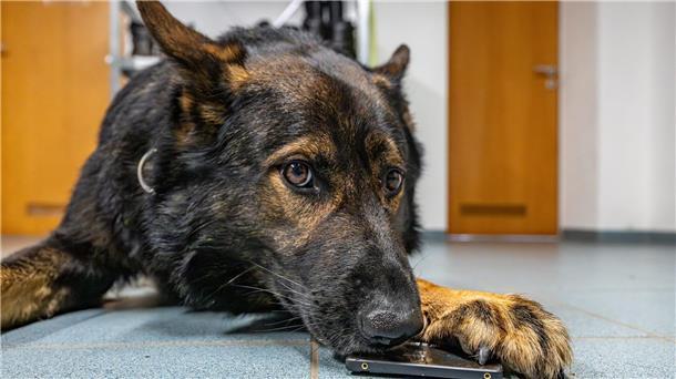 Polizist auf vier Pfoten Etwa zwei Jahre wurde Dimi zum Polizeihund ausgebildet.