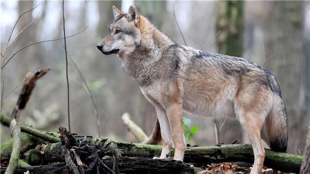 Europäischer Grauwolf.