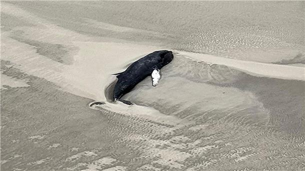 Toter Wal auf unbewohnter Nordseeinsel entdeckt Experten des Nationalparks gehen anhand der Luftaufnahme davon aus, dass es sich bei dem Tier um einen toten Buckelwal handelt.
