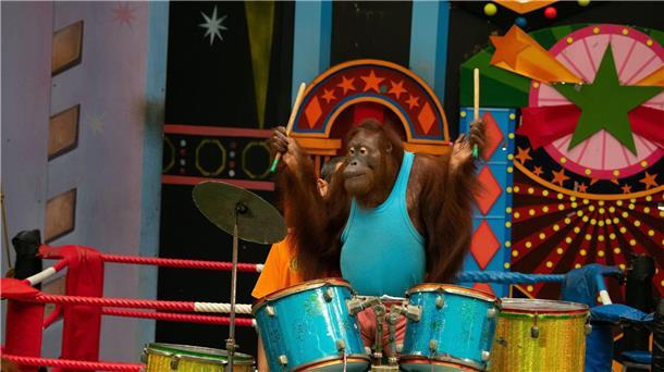 Experten raten: großen Abstand halten zu Shows, in denen Orang-Utans boxen oder verkleidet auftreten.