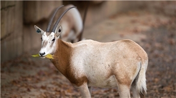 Experten sehen in der Auswilderung bedrohter Arten, die statt in freier Wildbahn nur noch in Zoos und ähnlichen Einrichtungen vorkommen, eine enorme Herausforderung - zu diesen Arten gehört auch die Säbelantilope.