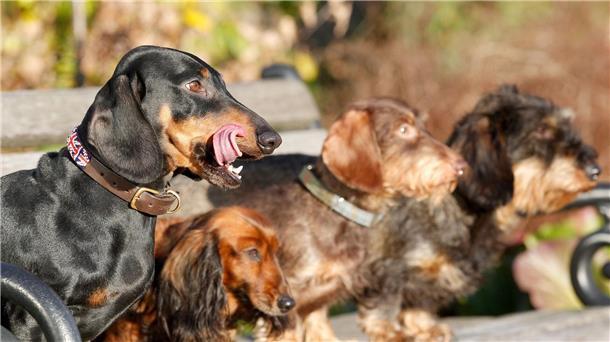 Kleine Hunde mit länglicher Schnauze leben am längsten Experten zufolge haben kleine reinrassige Hunde mit länglichem Schädel die höchste mediane Lebenserwartung.