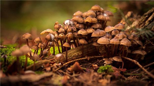Mehr als 6.000 Pilzarten gibt es zwischen Küste und Harz Fachleute haben für die Referenzliste der Pilzarten Hunderte Daten über Funde zusammengetragen. (Archivbild)