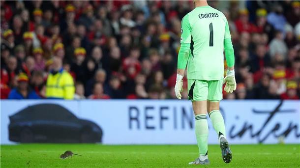 Ratte stört WM-Quali-Spiel - Courtois‘ Fangversuch misslingt Fängt lieber Bälle: Belgiens Torwart Thibaut Courtois.