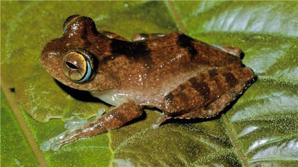 Fans der Science-Fiction-Serie „Star Trek“ könnten sich bei den Frosch-Lauten an Geräusche des fiktiven Tricoders erinnert fühlen. 