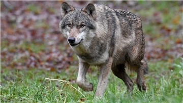 Ein Wolf läuft auf einer Wiese.