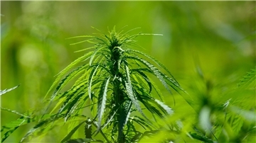 Fehlt es dem Cannabis-Gesetzesentwurf der Bundesregierung an Präzision und Weitsicht? Das findet jedenfalls die Gewerkschaft der Polizei.