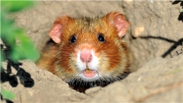 Feldhamster sind typische Bewohner von Ackerflächen. Deshalb sind viele Landwirte nicht gut auf das Tier zu sprechen.