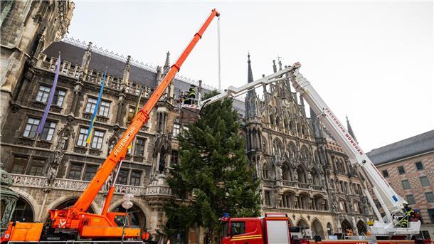 Große Weihnachtsbäume stimmen auf das Fest ein Feuerwehrleute stellen mit Hilfe eines Krans den Weihnachtsbaum auf dem Münchner Marienplatz auf.
