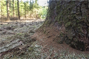 Nadeln liegen am Stamm einer Fichte im Wald.