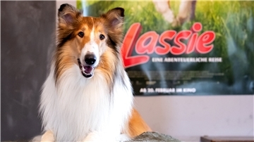 Lassie 