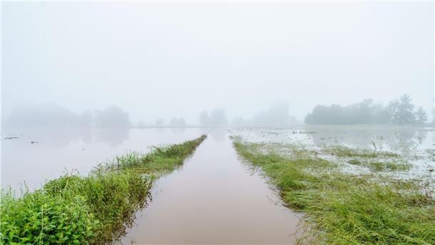 Saar-Bauern leiden unter Hochwasserschäden Finanzielle Einbußen durch das Hochwasser haben nicht nur Bauern, denen die Ernte ausgefallen ist, sondern auch Landwirte, die für ihre Produkte keine Abnehmer mehr finden.