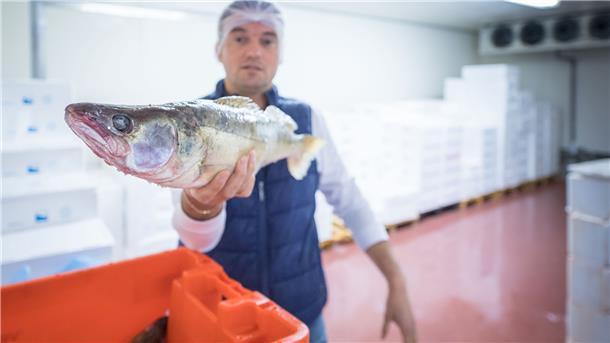 Firmenchef Sandor Bascor zeigt einen Zander, den er von einem Fischbetrieb bezogen hat und an einen Gastronomen weiterverkaufen wird.