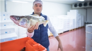 Firmenchef Sandor Bascor zeigt einen Zander, den er von einem Fischbetrieb bezogen hat und an einen Gastronomen weiterverkaufen wird.