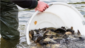 Fischen werde in einen Baggersee eingesetzt.