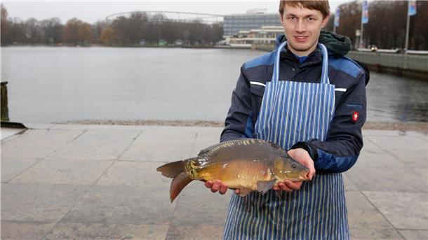 Verkauf von Maschseekarpfen gestartet Fischverkäufer Felix Stähler hält einen Maschsee-Spiegelkarpfen in den Händen.