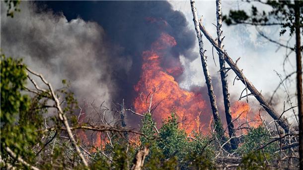 Flammen schlagen in einem Waldstück nahe Jüterbog in die Höhe.