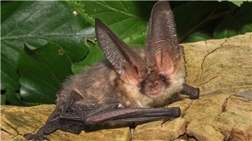 Fledermäuse werden am Sonnabend, 27. August, in Nordenham beobachtet.