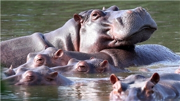 Flusspferde schwimmen in der Lagune im Hacienda Napoles Park - dem ehemaligen Privatanwesen des Drogenbarons Escobar, der vor Jahrzehnten drei weibliche und ein männliches Nilpferd importierte.
