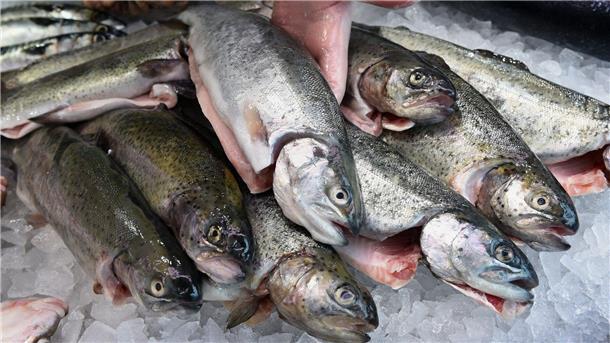 Hohe Preise dämpfen Konsum von Fisch Forellen aus Bio-Zucht.