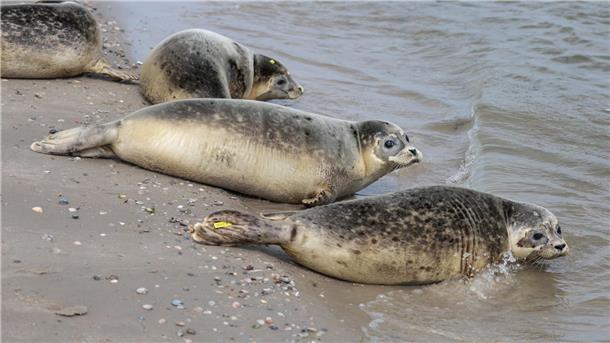 Seehundbestand im niedersächsischen Wattenmeer konstant Forscher zählten aus der Luft Tausende Seehunde. (Archivbild)