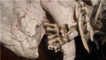 Fossil mit einer linken Hand von einem Repenomamus (Säugetier), die um den Unterkiefer von einem Psittacosaurus (Dinosaurier) gewickelt ist.