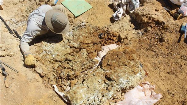 Fossile Zähne wurden 100 Kilometer südlich von Alice Springs in der Region Northern Territory gefunden.