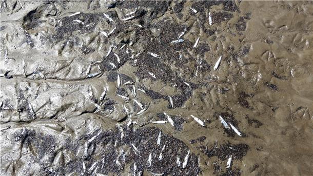 Fotos von verendeten Fischen im Watt oder am Flutsaum zeigen kleine Fische, die zwischen der Ostemündung und den Cuxhavener Stränden angetrieben wurden.