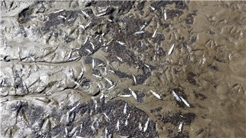Fotos von verendeten Fischen im Watt oder am Flutsaum zeigen kleine Fische, die zwischen der Ostemündung und den Cuxhavener Stränden angetrieben wurden.