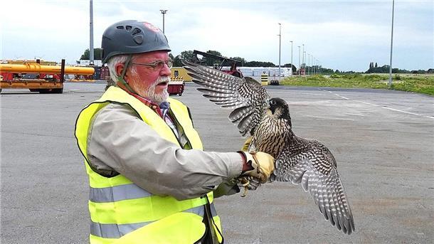 Franz-Otto Müller entlässt den jungen Wanderfalken im Braker Hafen wieder in die Freiheit.