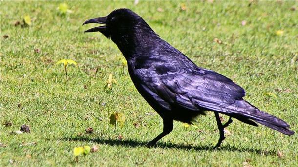Fressen das Saatgut von den Feldern und picken Silo-Folie auf: Rabenkrähen sind Landwirten ein Dorn im Auge.