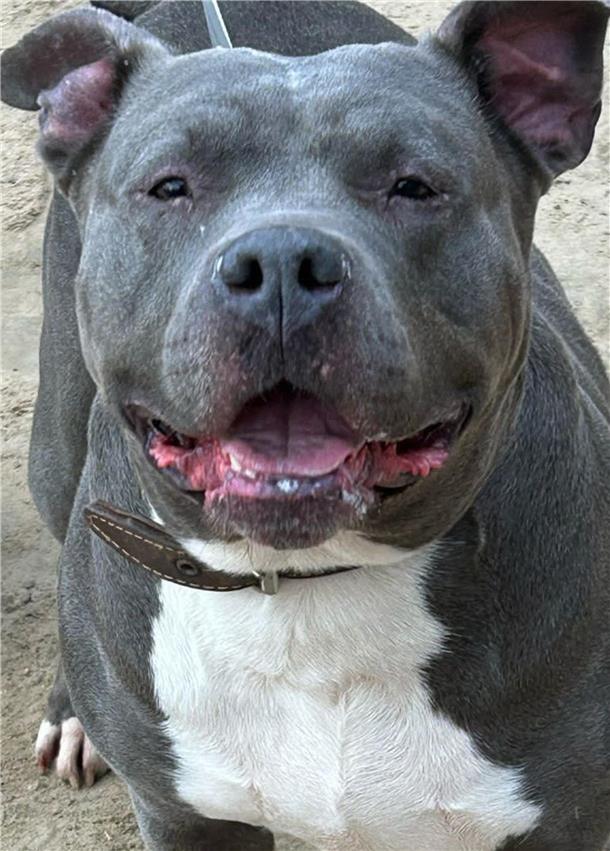 Frieda ist eine freundliche Hündin, die aber noch viel Erziehung benötigt.