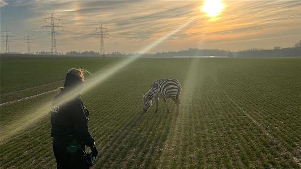 Polizei fängt entlaufenes Zebra ein Friedlich grast das Zebra auf einem Feld in Ober-Erlenbach (Hochtaunuskreis).