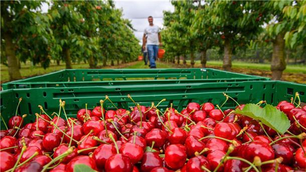 Mit Deutschland ist weniger gut Kirschen essen Frisch gepflückte Kirschen liegen auf einer Plantage in einem Korb. (Archivfoto)