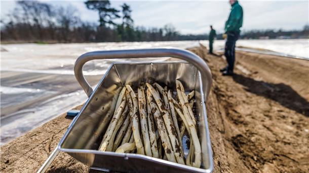 Spargelzeit beginnt - Zukunftssorgen bei den Bauern Frisch gestochener Spargel: Vor Ostern werden erste Mengen regionalen Spargels im Verkauf erwartet.