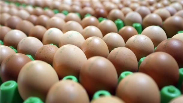 Mehr Eier aus ökologischer Erzeugung Frische Bioeier: Eier aus ökologischer Erzeugung sind in Deutschland weiter gefragt.
