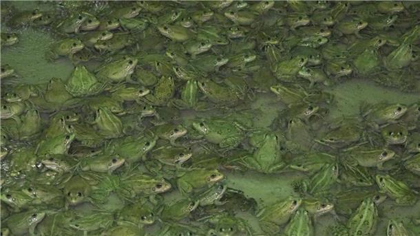 Froschschenkel: Traditionsgericht mit Umweltproblem Frösche wachsen in der Froschfarm von Patrick François in Südfrankreich heran.