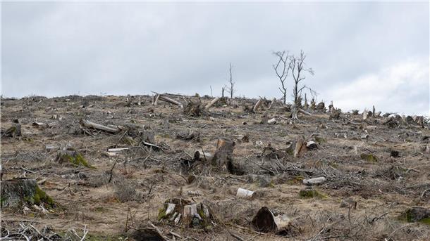 Früher war der Dillenberg im Taunus mit Fichten bedeckt.