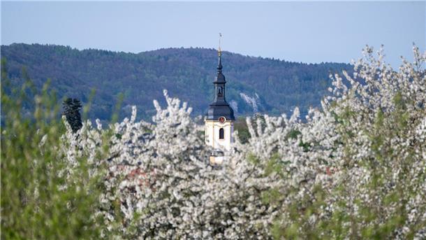 Frühling in Franken: Die Kirschblüte in Pretzfeld ist in vollem Gange.