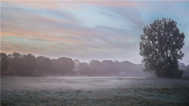 Frühnebel liegt über einem Feld.