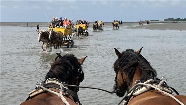 5 Dinge, die Sie auf der Insel Neuwerk gemacht haben sollten Blick von einem Wattwagen