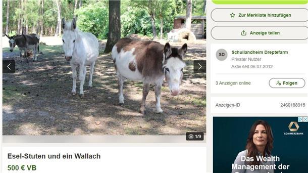 Dreptefarm in Wulsbüttel: Erste Tiere wegen NABU-Zoff in neuen Händen Fünf Esel stehen zum Verkauf: Screenshot von „Kleinanzeigen“