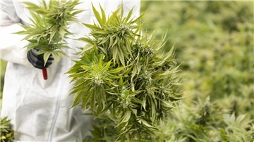 Für CBD-Produkte dürfen nur Cannabis-Pflanzen mit einem sehr geringen THC-Gehalt als Rohstoff verwendet werden. Die Produkte haben daher keine berauschende Wirkung.