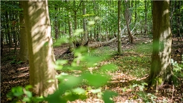 Wald in Bremerhaven