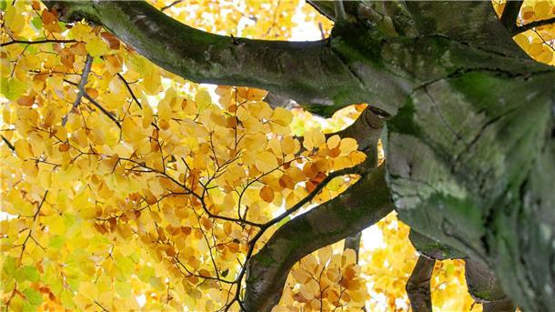Warum es sich lohnt, den Herbst zu lieben Für die einen ist es ein komplexer chemischer Vorgang, bei dem der Baum Chlorophyll abbaut und es für den "Nachwuchs" bis zum Frühjahr in den Wurzeln, Ästen und im Stamm einlagert. Für den anderen ist das bunte Herbstlaub einfach ein kleines Wunder der Natur.