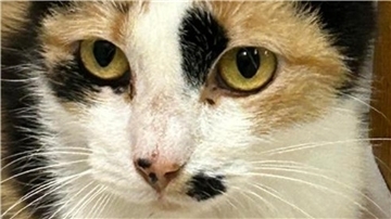 eine Katze