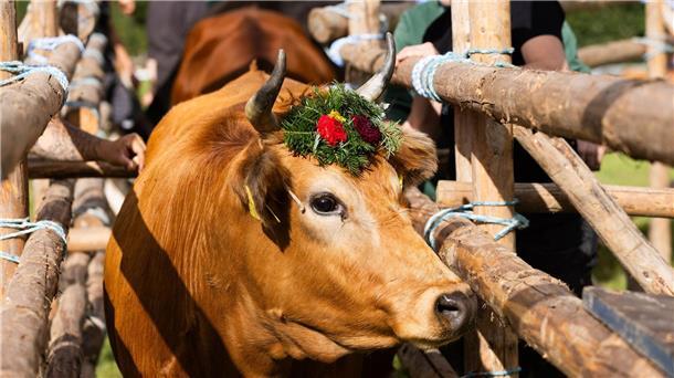 Schwarzwaldgemeinde feiert Rückkehr von Weidetieren Für die Tiere gab es sogar Blumenkränze.